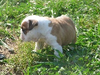 Des Gardiens De La Fleur - Bulldog Anglais - Portée née le 21/05/2014